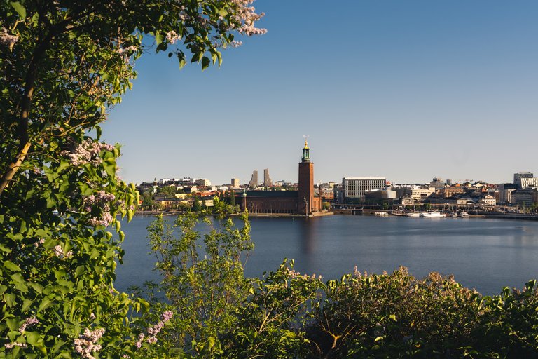 Utsikt över Stockholm Stadshus vid vattnet, med syrénbuskar i förgrunden