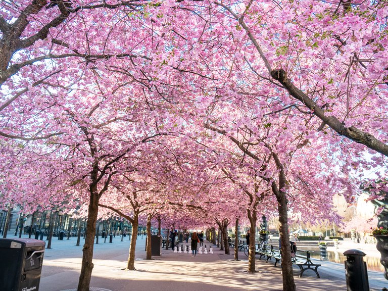 Vår i Stockholm. Körsbärsträden i Kungsträdgården står i full blomning.