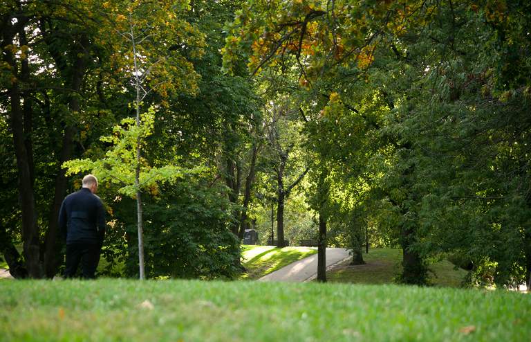Parker i Stockholm. En man tar en promenad bland gröna träd i Vasparken.