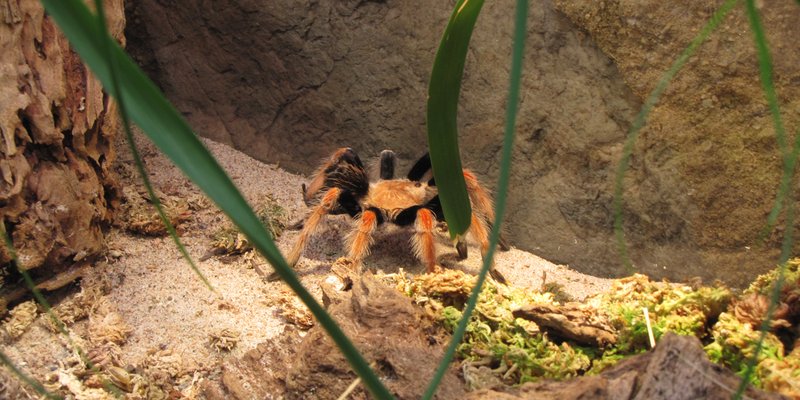 A furry spider is looking out from one of the glass cases at Skansen´s Aquarium in Stockholm.