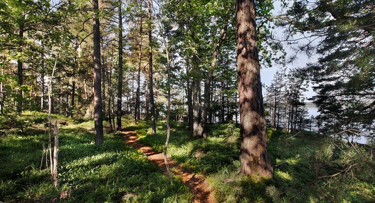 Växtpromenad-liten-topp.jpg