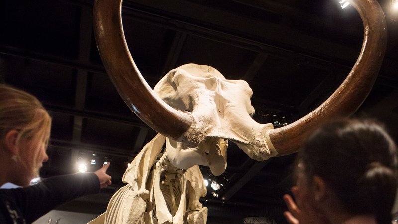 Mammutskelett på Naturhistoriska Riksmuseet